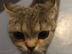 -猫色咖啡·猫咖