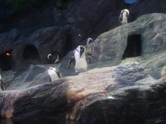 -暹罗海洋世界