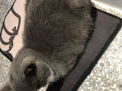 -绒爪撸猫下午茶·猫咖