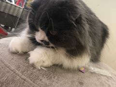 -猫冇咖·家门口的撸猫馆(大融城店)