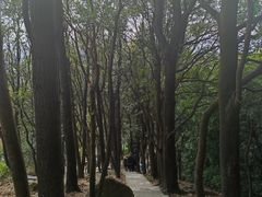 -火炉山森林公园