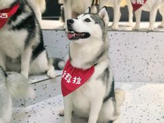 -Husky Go!哈士奇体验馆·宠物咖啡厅狗咖