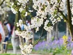 -南京外国语学校(仙林分校西区)