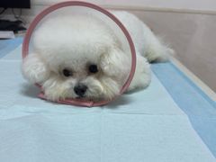-乐琪宠物医院·犬猫专科·骨外科·急重症