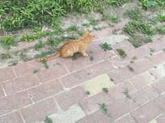 -小胖老味刨冰