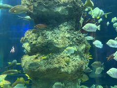 -芜湖新华联大白鲸海洋公园