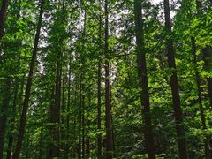 -北京西山国家森林公园