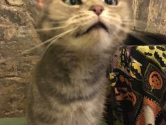-猫色咖啡·猫咖