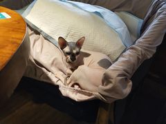 -more than meow吴止猫主题餐厅(承德 中船汇店)