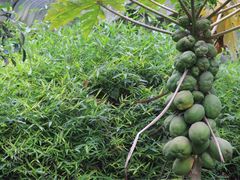 -瑞丽独树成林风景区