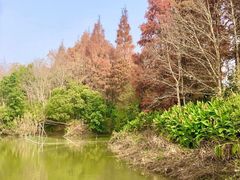 -上海海湾国家森林公园