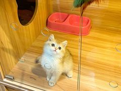-猫十亿·布偶金渐层·曼基康矮脚猫舍(青年路店)