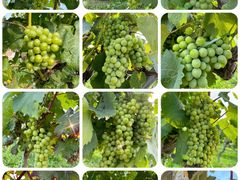 -张裕卡斯特酒庄