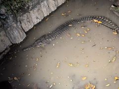 -清迈夜间动物园