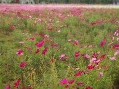 -兰陵国家农业公园