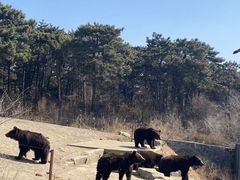 -沈阳森林动物园