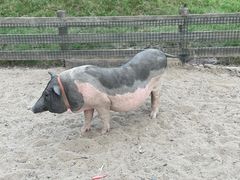 -前小桔亲子创意农场·草莓采摘·露营烧烤