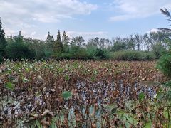 -溱湖国家湿地公园