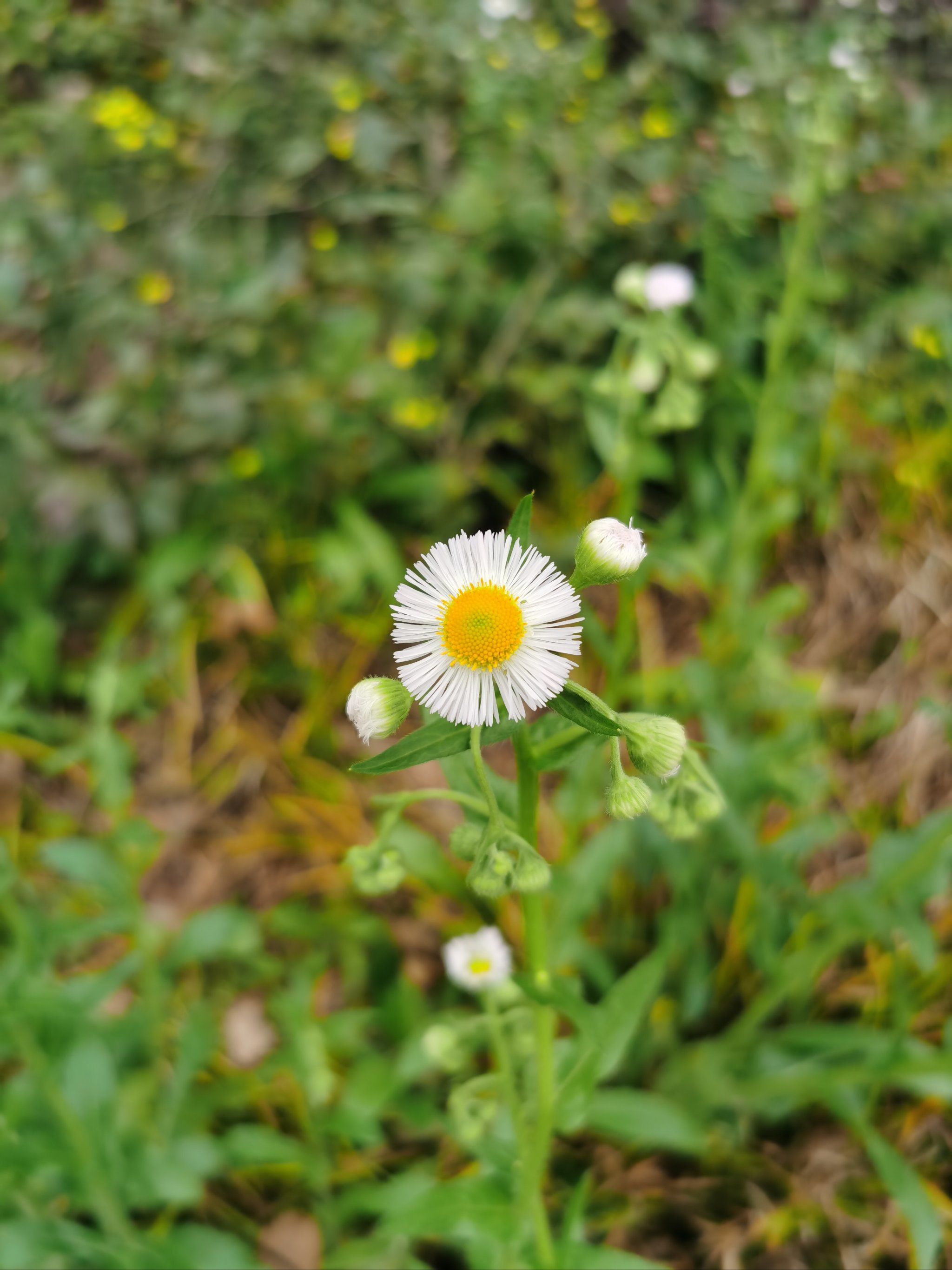在风中摇曳着的路边小野花98