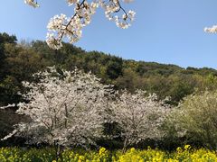 -苏州上方山国家森林公园