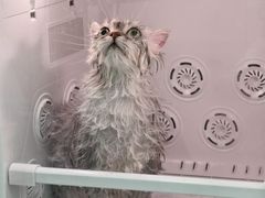 -爱洗澡的猫(天河路店)