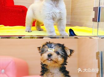 准备养狗才发现原来金色世家居然这么专业 血统纯正