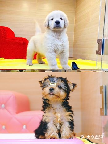 准备养狗才发现原来金色世家居然这么专业 血统纯正