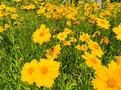 -贡湖湾湿地公园