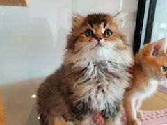 -70cat德文卷毛猫·缅因猫纯种猫舍