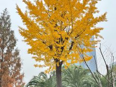 -新虹桥中心花园