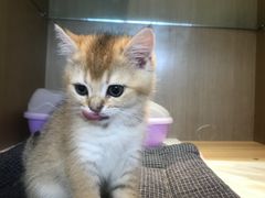 -悠尼宠物·独立低压伊珊娜洗护·美容·寄养(兰谷路店)