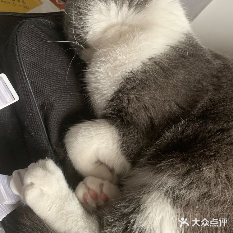 像这样？我家主子的高萌瞬间