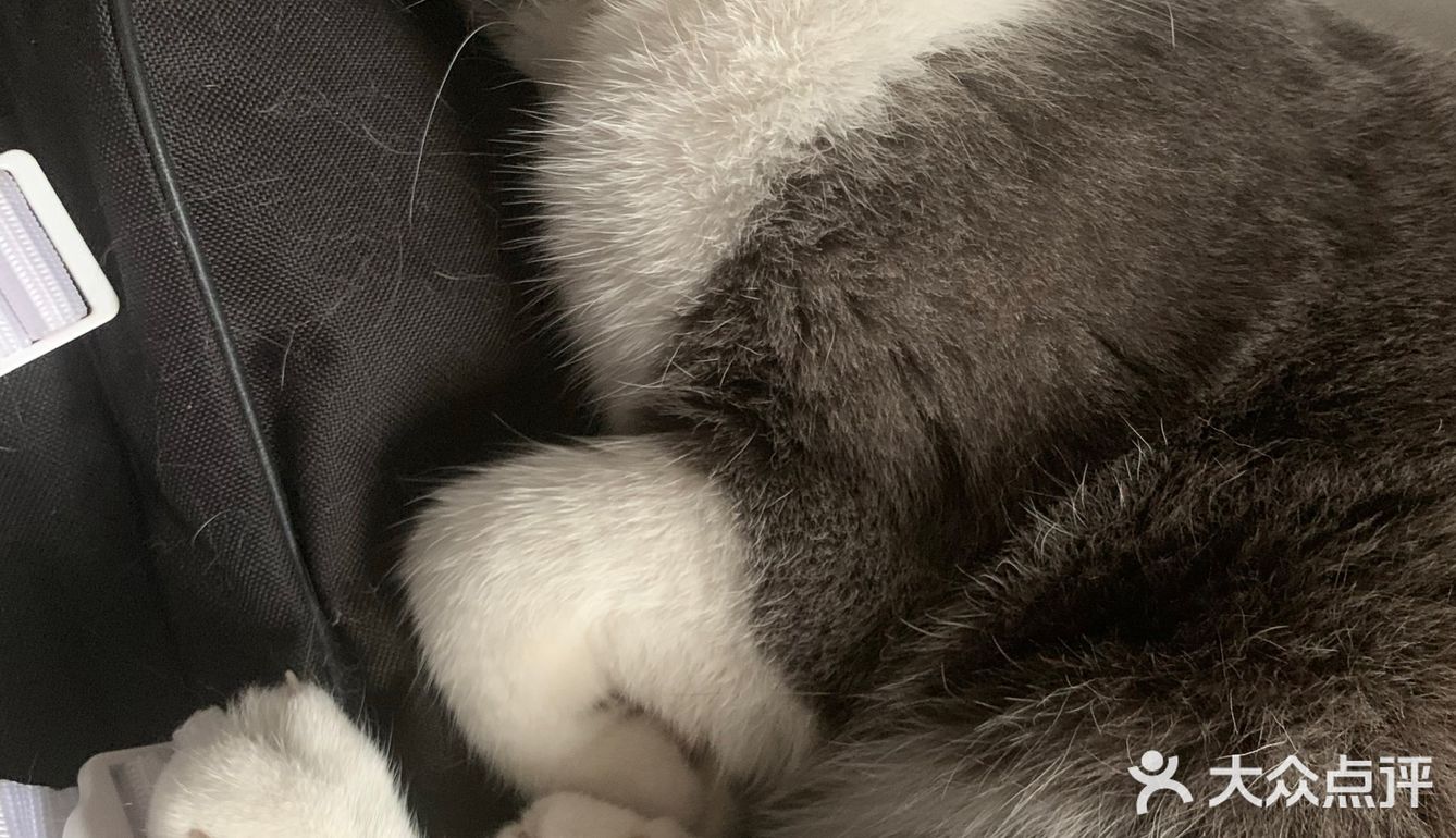 像这样？我家主子的高萌瞬间