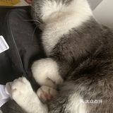 像这样？我家主子的高萌瞬间