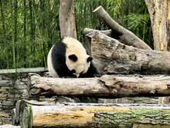 -卧龙中华大熊猫苑神树坪基地
