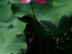 -扬州大运河文化旅游度假区·盆景园