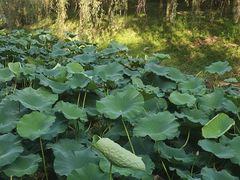 -长白岛森林公园