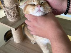 -藏猫猫咖啡主题馆(中央大道店)