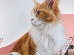 -喵园·猫主题咖啡厅·撸猫·猫咖(国贸店)
