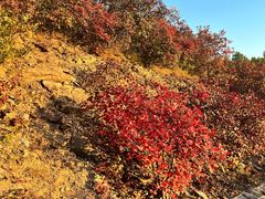 -北京西山国家森林公园