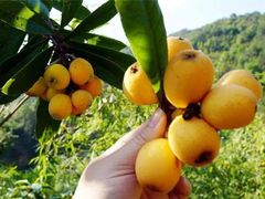 -塘栖枇杷特色园区