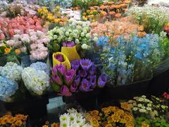 -曲阳花鸟市场(曲阳路店)