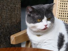-猫里有甜