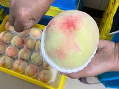 -老袁家蜜桃农场·阳山水蜜桃