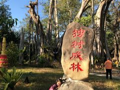 -瑞丽独树成林风景区