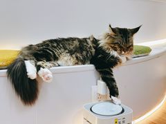-COLOR PETS 撸猫馆·购猫·猫咖(长风大悦城店)