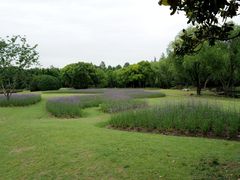 -上海滨江森林公园