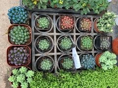 -桂林市花鸟市场