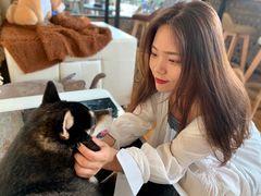 -柴犬高等学院·狗咖·柴犬售卖·宠物训练