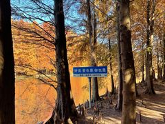 -上海海湾国家森林公园